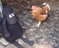 Hello, hen!