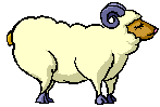 Running sheep