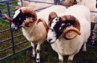 Sheep at the Show